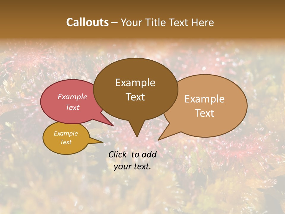 Sundew (Drosera Rotundifolia) Close-Up In Sunny Summer Day PowerPoint Template