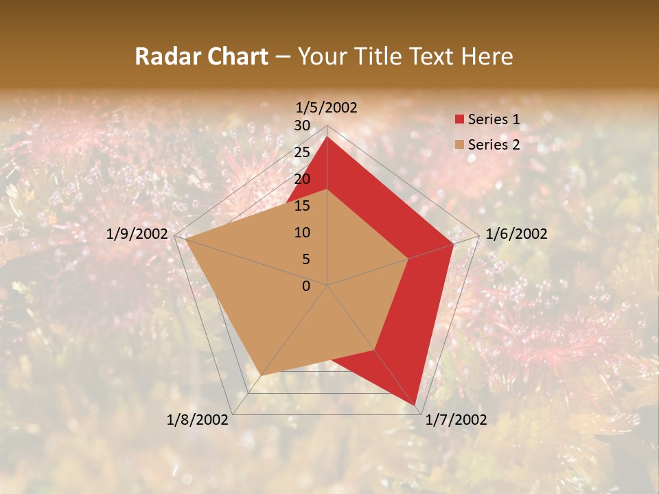 Sundew (Drosera Rotundifolia) Close-Up In Sunny Summer Day PowerPoint Template