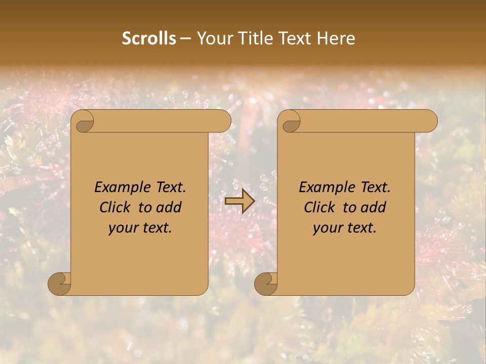 Sundew (Drosera Rotundifolia) Close-Up In Sunny Summer Day PowerPoint Template