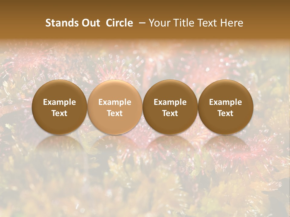 Sundew (Drosera Rotundifolia) Close-Up In Sunny Summer Day PowerPoint Template