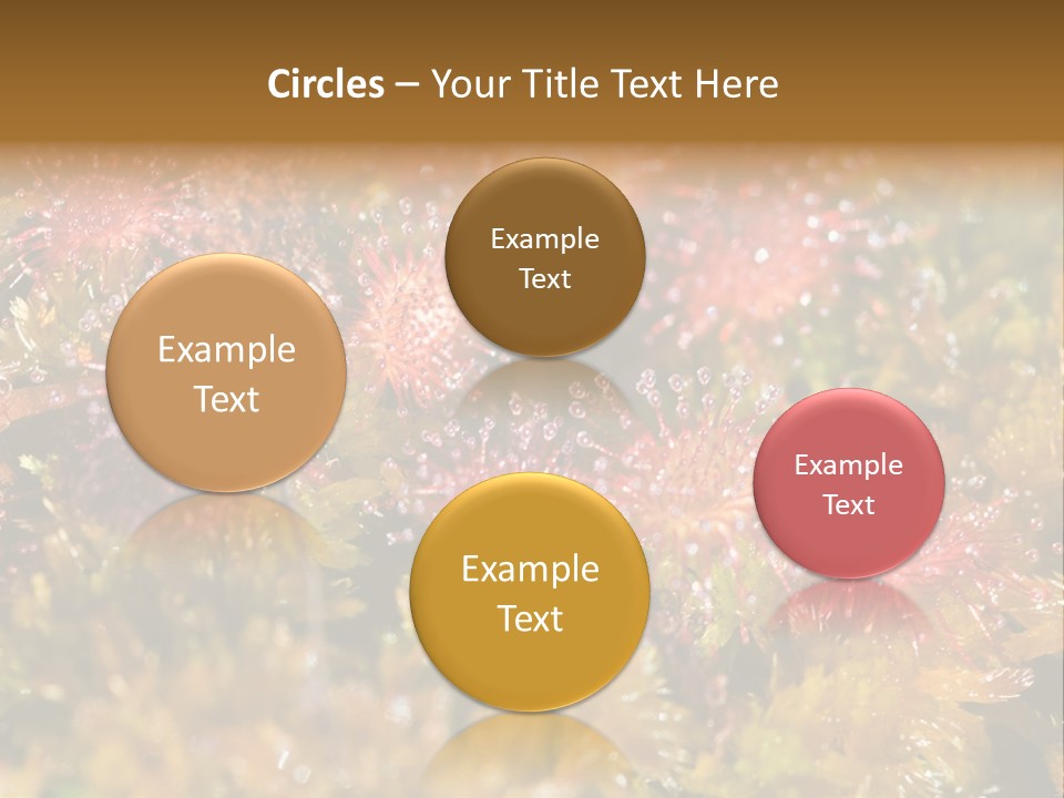 Sundew (Drosera Rotundifolia) Close-Up In Sunny Summer Day PowerPoint Template