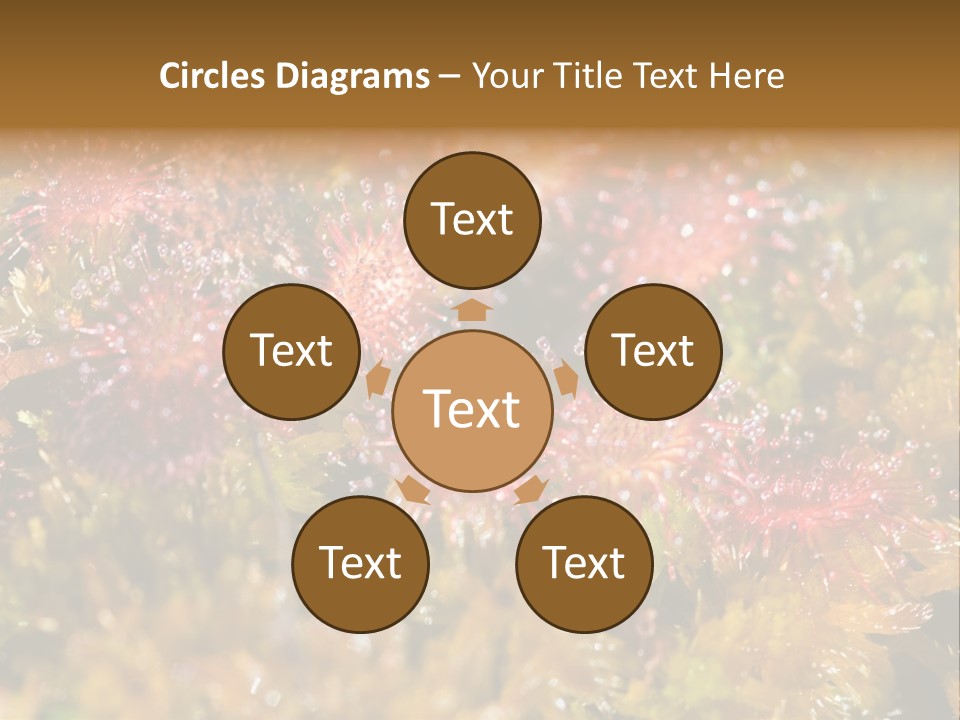 Sundew (Drosera Rotundifolia) Close-Up In Sunny Summer Day PowerPoint Template