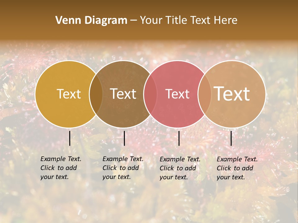 Sundew (Drosera Rotundifolia) Close-Up In Sunny Summer Day PowerPoint Template