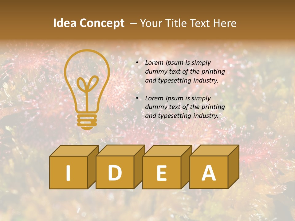 Sundew (Drosera Rotundifolia) Close-Up In Sunny Summer Day PowerPoint Template