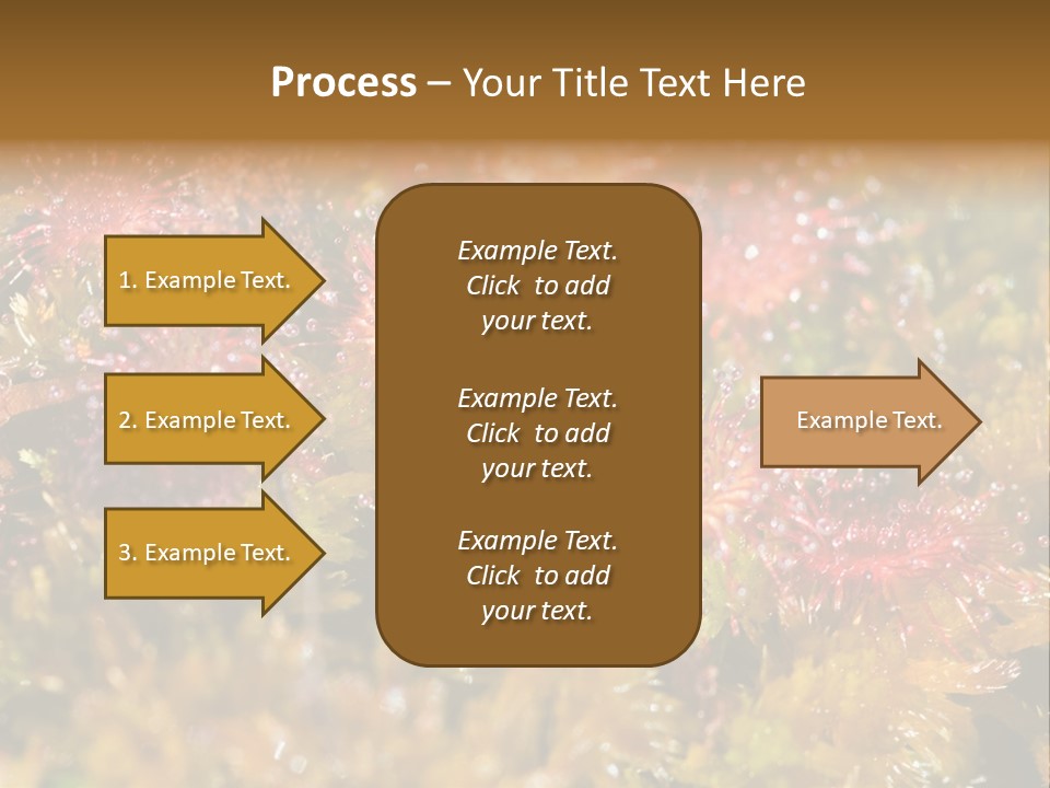 Sundew (Drosera Rotundifolia) Close-Up In Sunny Summer Day PowerPoint Template