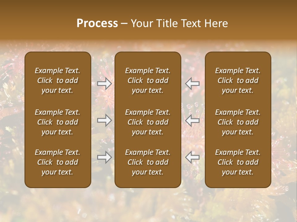 Sundew (Drosera Rotundifolia) Close-Up In Sunny Summer Day PowerPoint Template