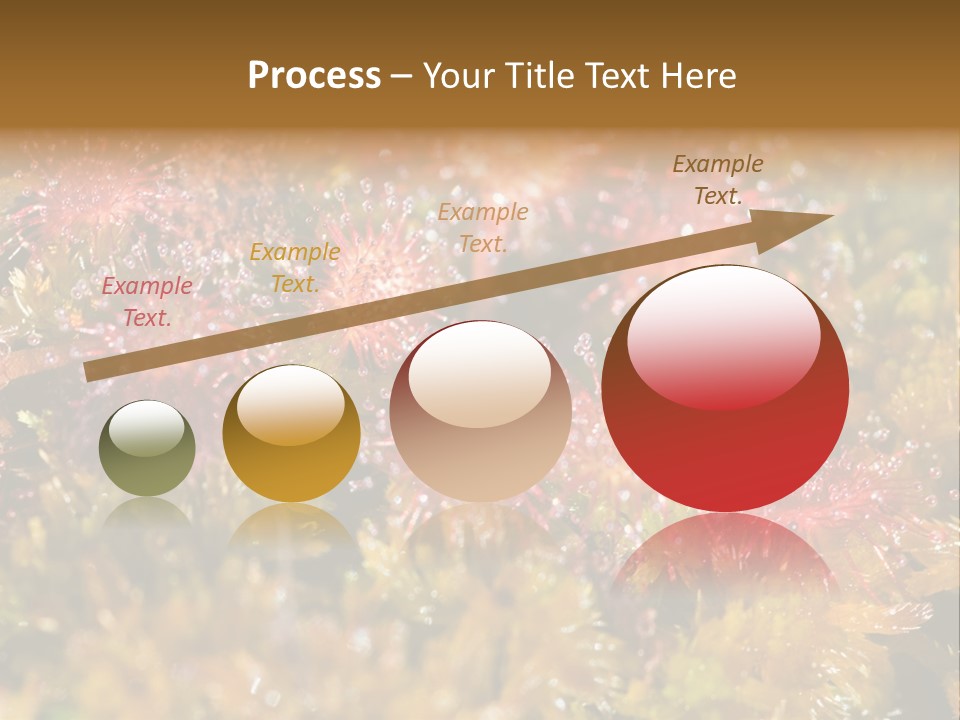 Sundew (Drosera Rotundifolia) Close-Up In Sunny Summer Day PowerPoint Template