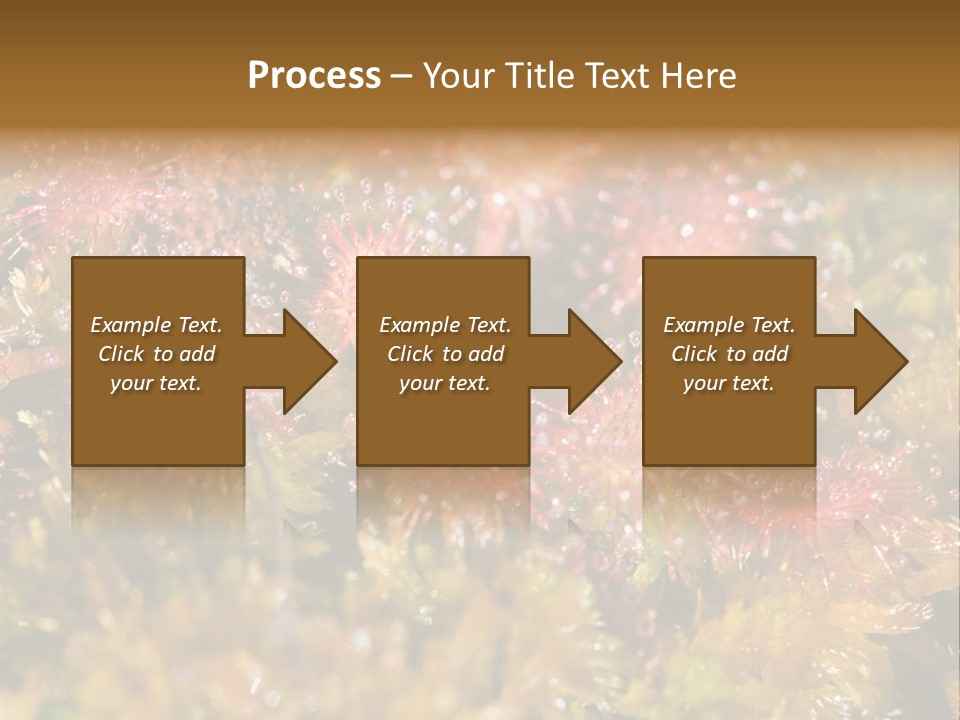 Sundew (Drosera Rotundifolia) Close-Up In Sunny Summer Day PowerPoint Template