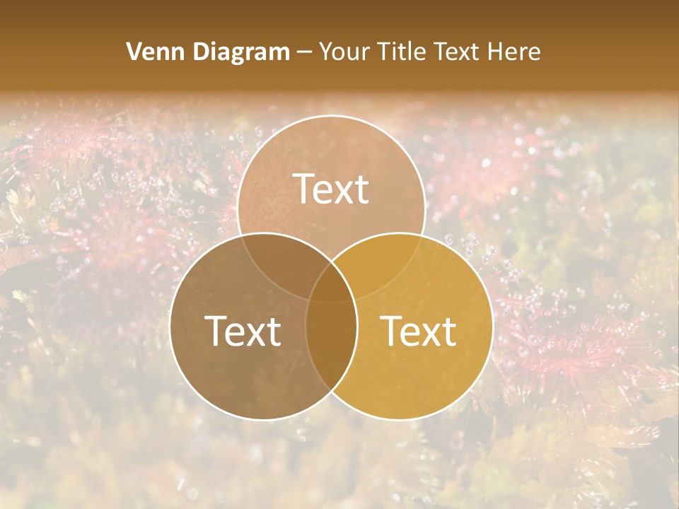 Sundew (Drosera Rotundifolia) Close-Up In Sunny Summer Day PowerPoint Template