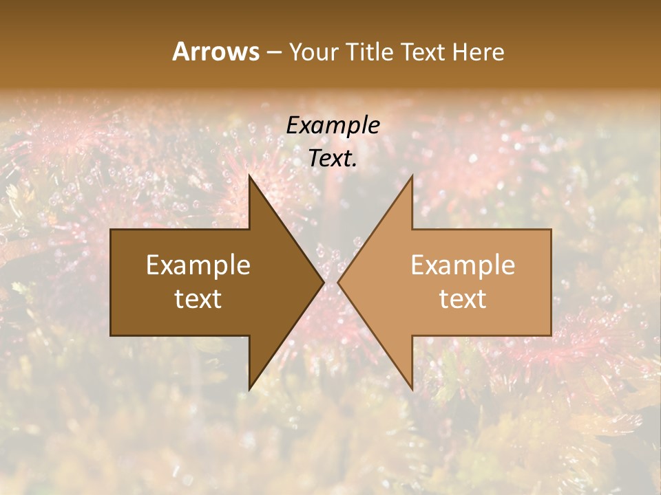 Sundew (Drosera Rotundifolia) Close-Up In Sunny Summer Day PowerPoint Template