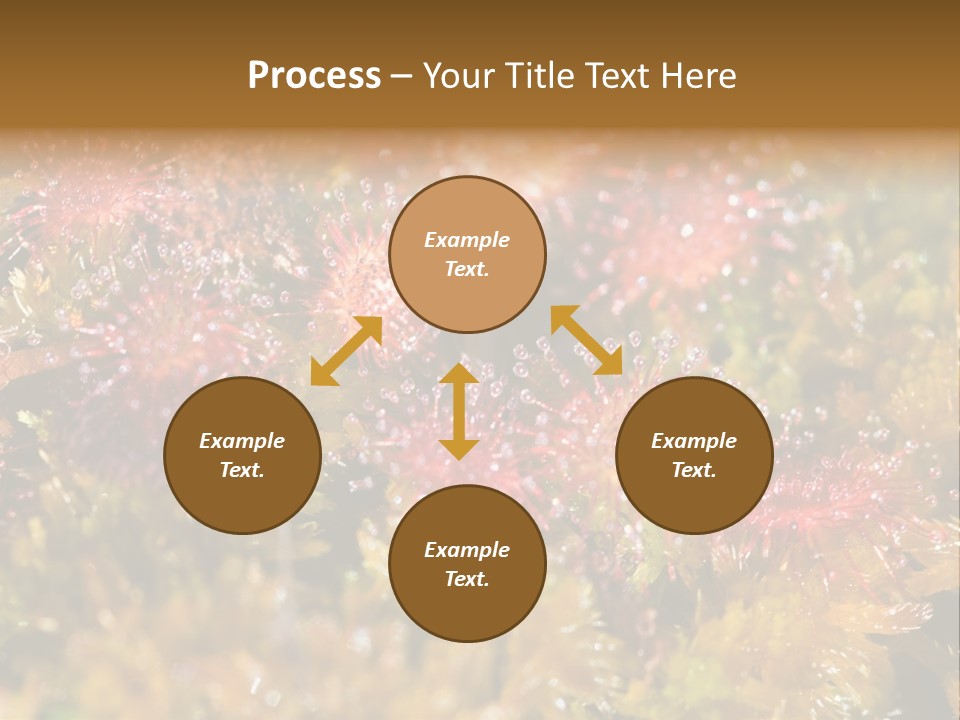 Sundew (Drosera Rotundifolia) Close-Up In Sunny Summer Day PowerPoint Template