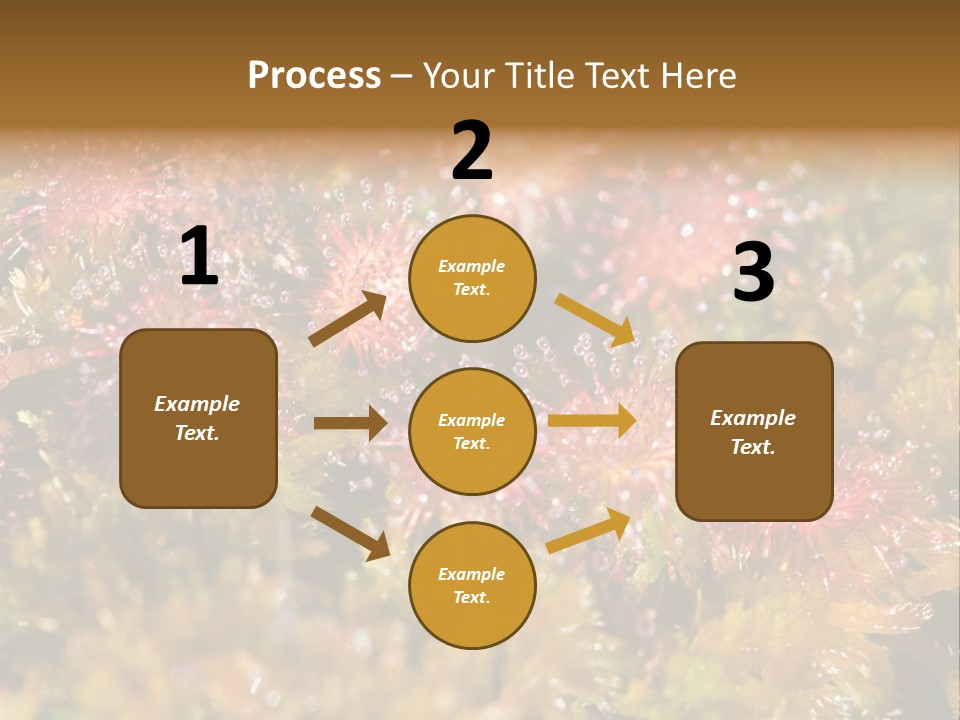 Sundew (Drosera Rotundifolia) Close-Up In Sunny Summer Day PowerPoint Template