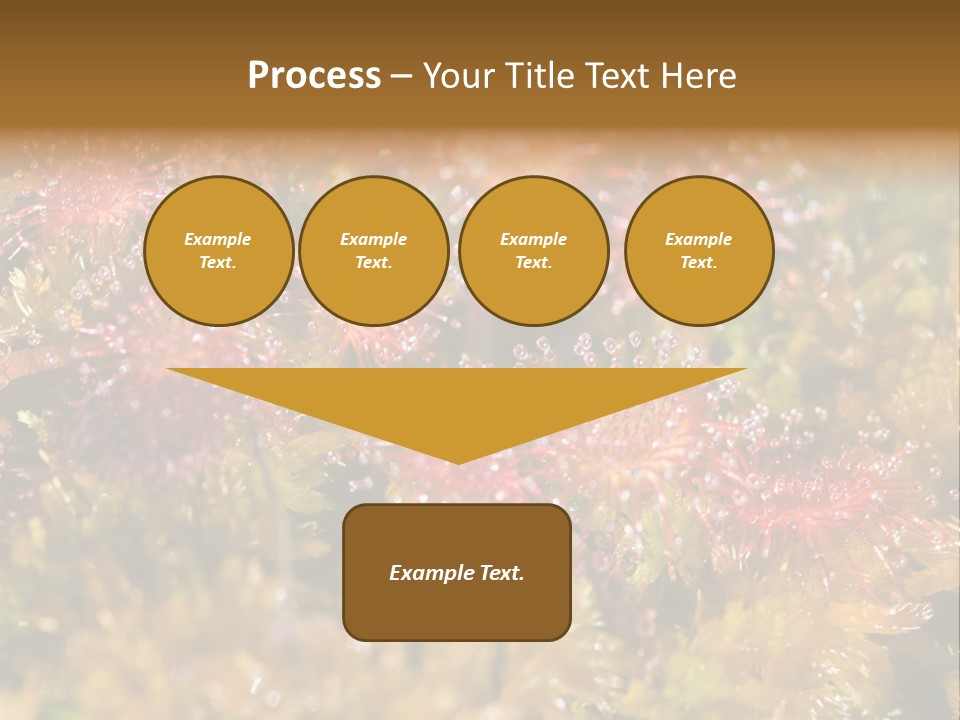 Sundew (Drosera Rotundifolia) Close-Up In Sunny Summer Day PowerPoint Template