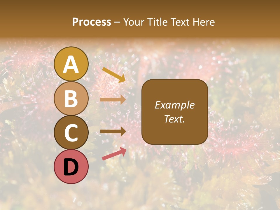 Sundew (Drosera Rotundifolia) Close-Up In Sunny Summer Day PowerPoint Template