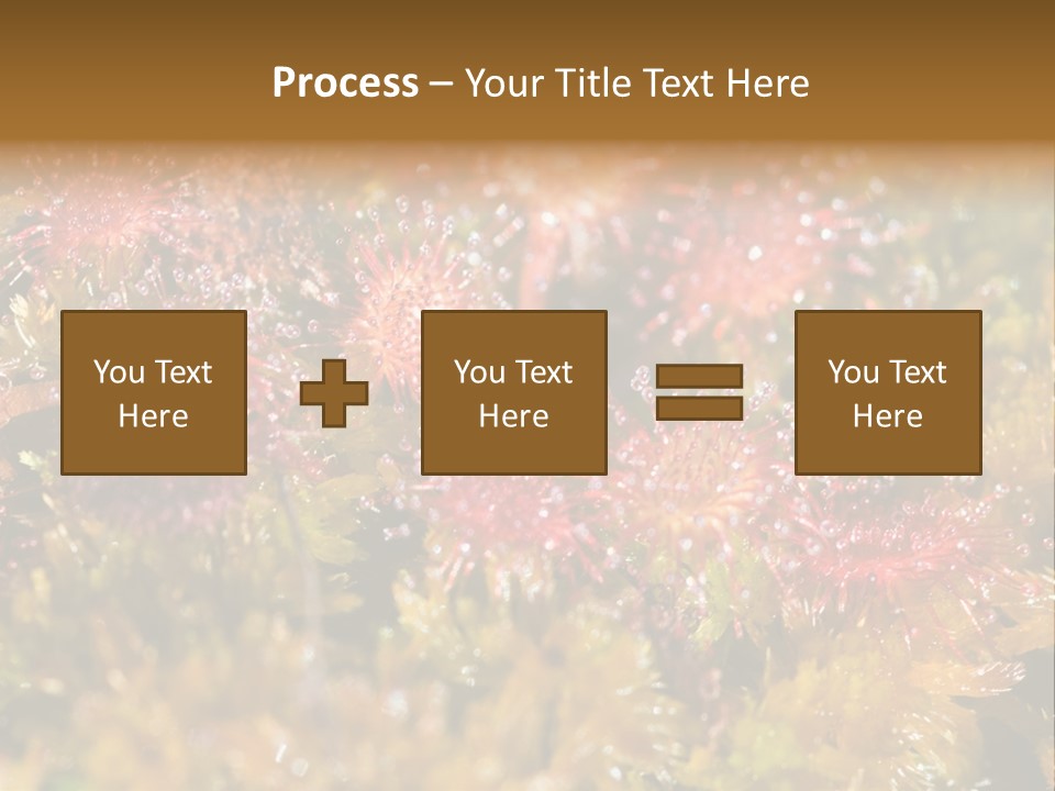 Sundew (Drosera Rotundifolia) Close-Up In Sunny Summer Day PowerPoint Template