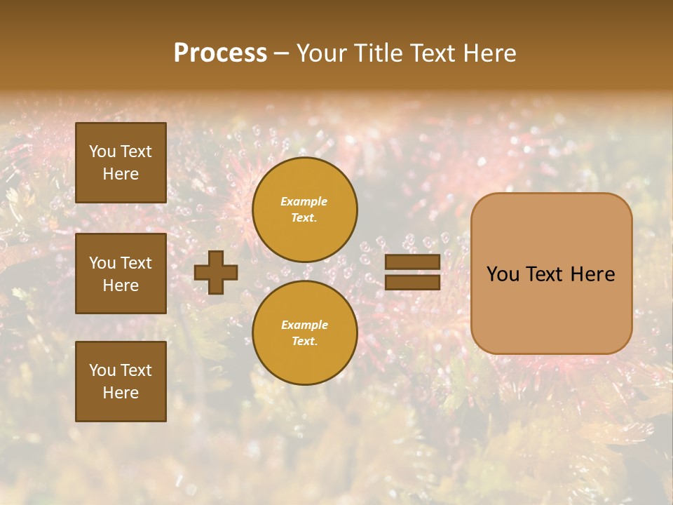 Sundew (Drosera Rotundifolia) Close-Up In Sunny Summer Day PowerPoint Template