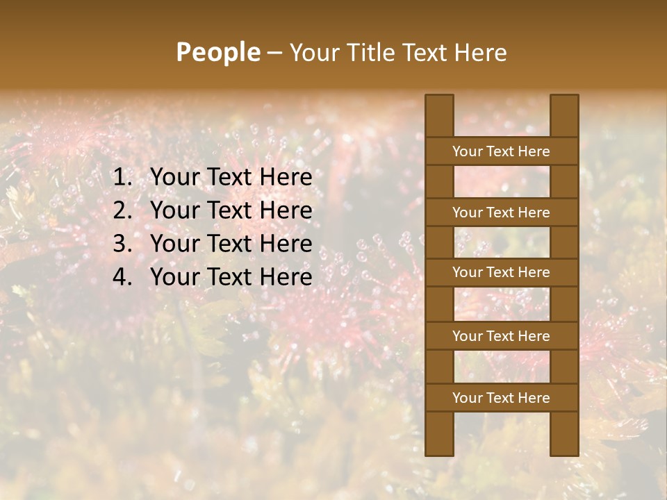 Sundew (Drosera Rotundifolia) Close-Up In Sunny Summer Day PowerPoint Template