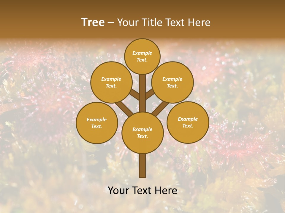 Sundew (Drosera Rotundifolia) Close-Up In Sunny Summer Day PowerPoint Template