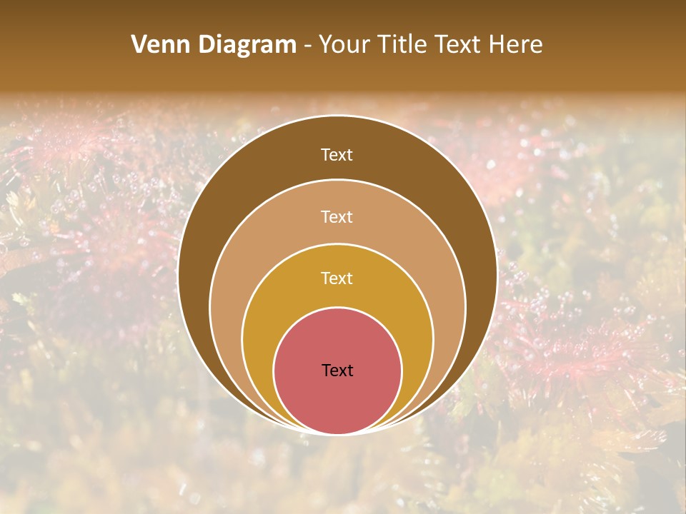 Sundew (Drosera Rotundifolia) Close-Up In Sunny Summer Day PowerPoint Template