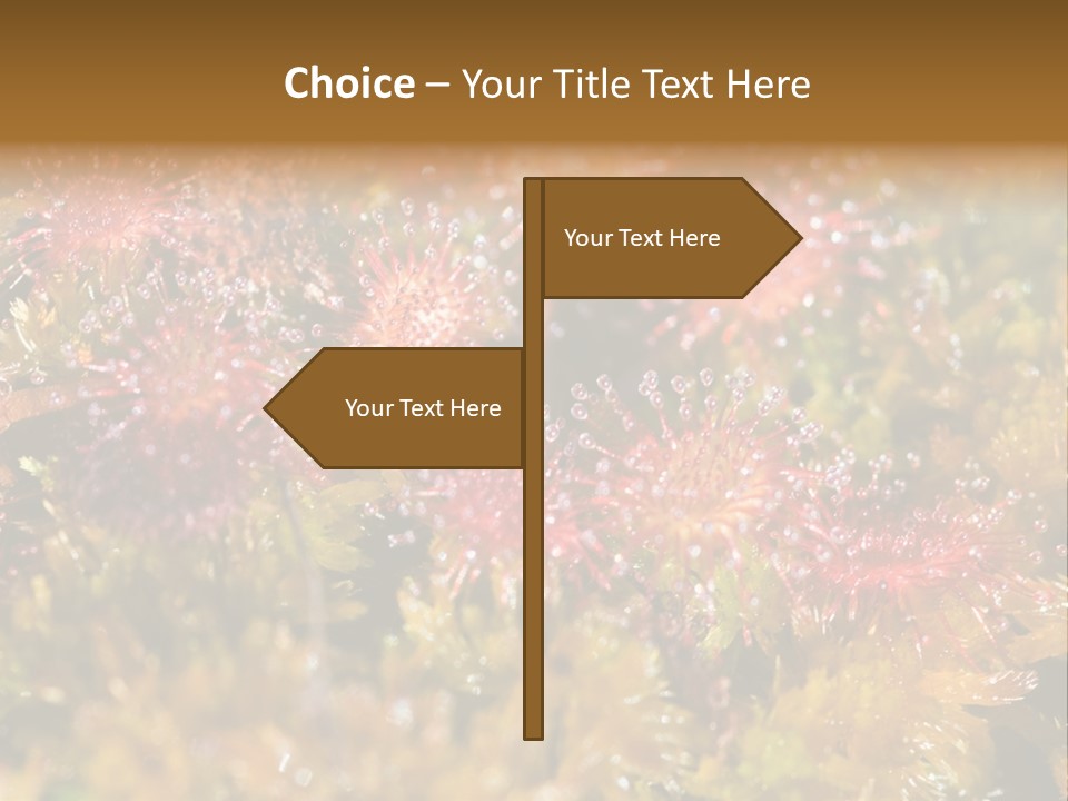 Sundew (Drosera Rotundifolia) Close-Up In Sunny Summer Day PowerPoint Template