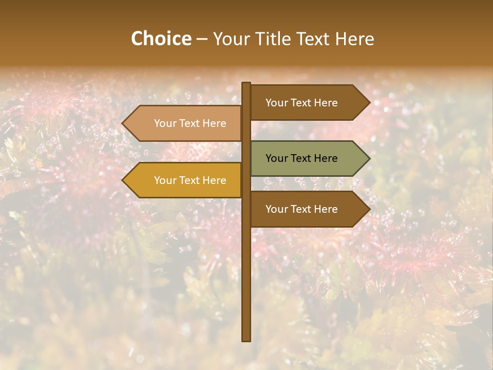 Sundew (Drosera Rotundifolia) Close-Up In Sunny Summer Day PowerPoint Template