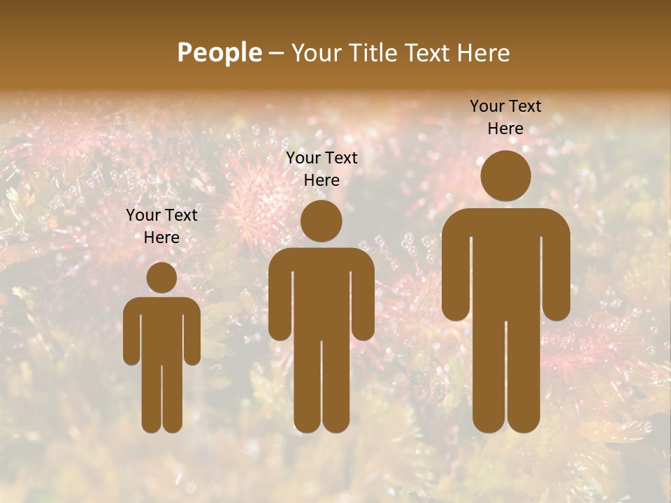 Sundew (Drosera Rotundifolia) Close-Up In Sunny Summer Day PowerPoint Template