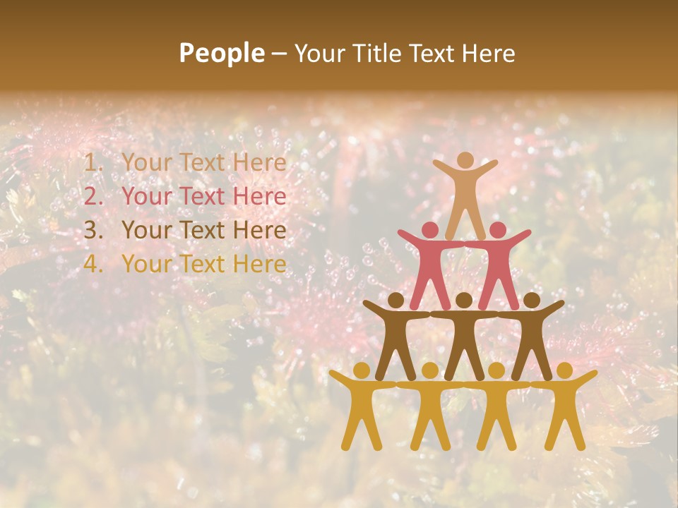 Sundew (Drosera Rotundifolia) Close-Up In Sunny Summer Day PowerPoint Template