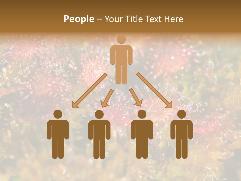 Sundew (Drosera Rotundifolia) Close-Up In Sunny Summer Day PowerPoint Template