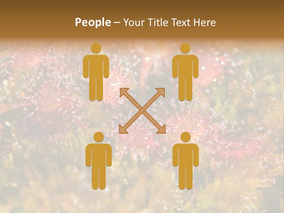 Sundew (Drosera Rotundifolia) Close-Up In Sunny Summer Day PowerPoint Template