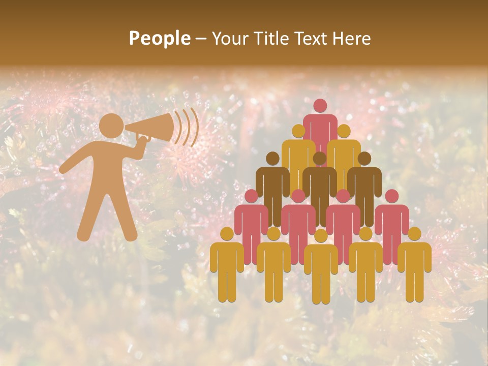 Sundew (Drosera Rotundifolia) Close-Up In Sunny Summer Day PowerPoint Template