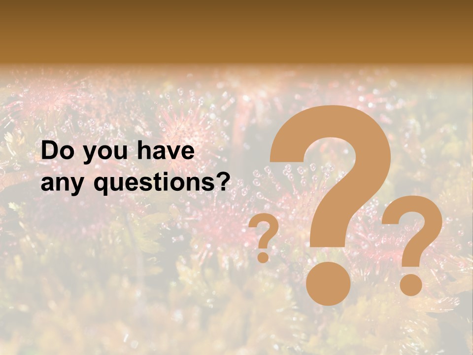 Sundew (Drosera Rotundifolia) Close-Up In Sunny Summer Day PowerPoint Template