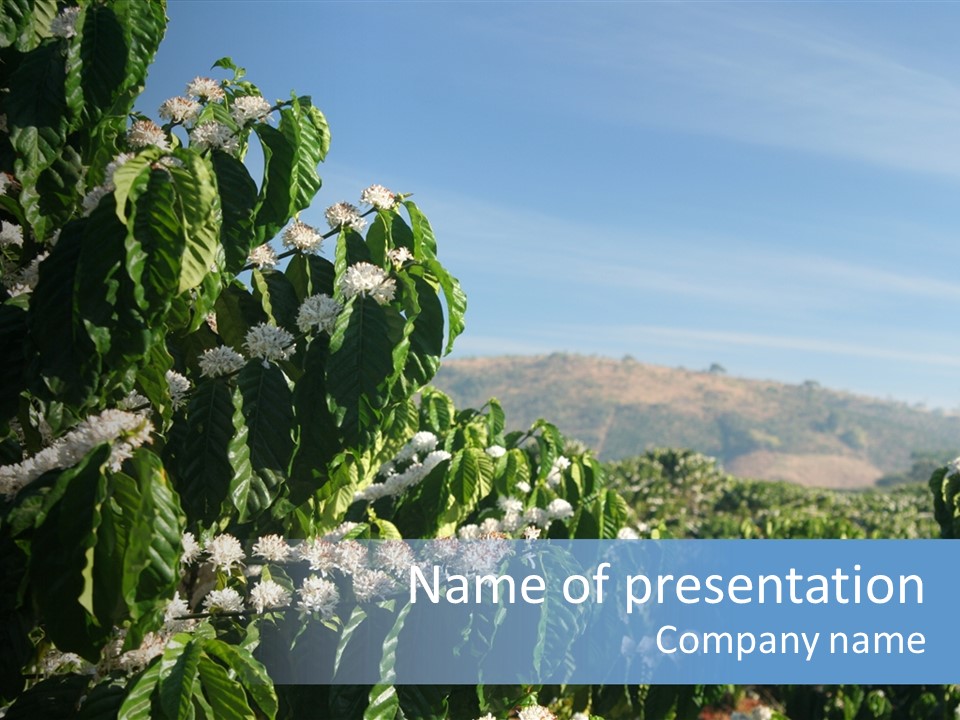 Coffee Tree In Blossom (Coffee Plantation In Vietnam) PowerPoint Template