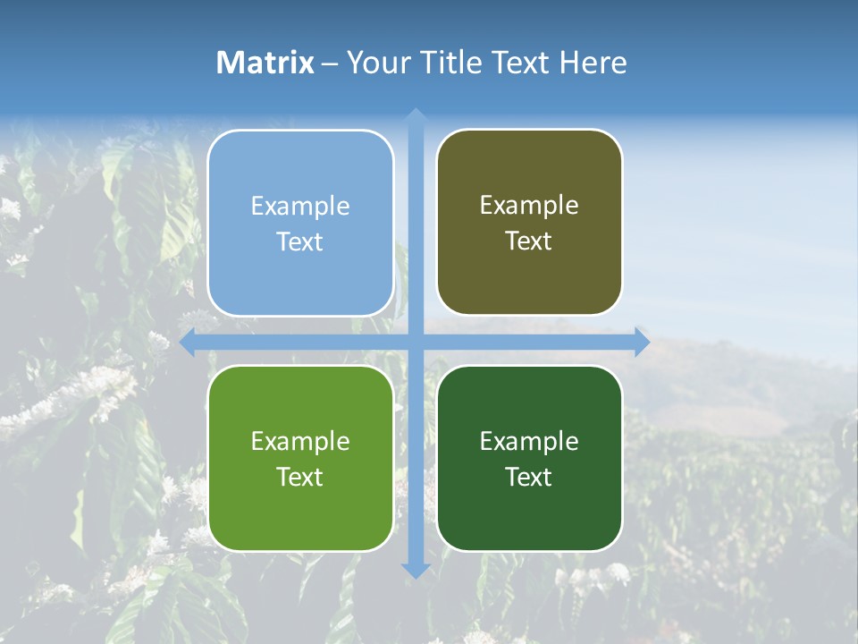 Coffee Tree In Blossom (Coffee Plantation In Vietnam) PowerPoint Template