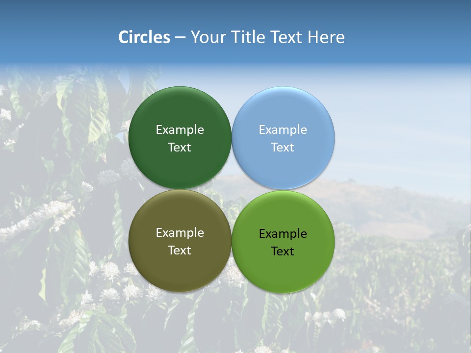 Coffee Tree In Blossom (Coffee Plantation In Vietnam) PowerPoint Template