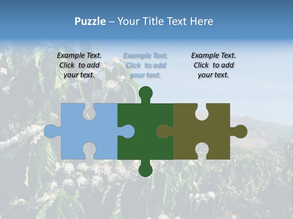 Coffee Tree In Blossom (Coffee Plantation In Vietnam) PowerPoint Template