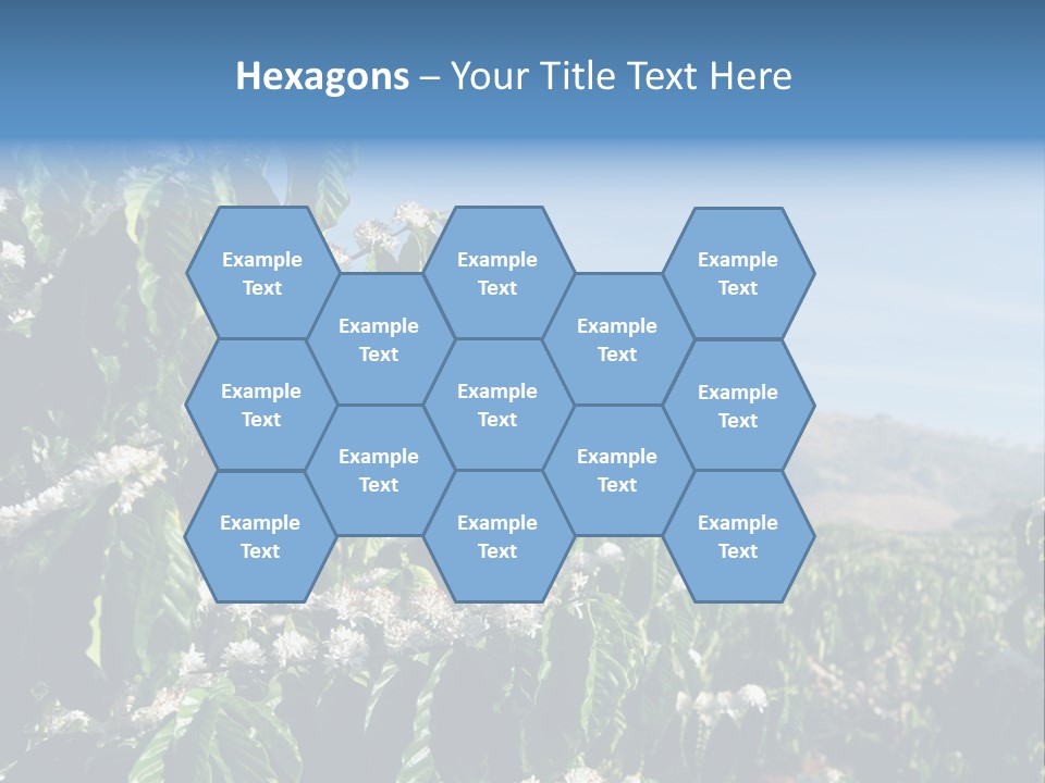 Coffee Tree In Blossom (Coffee Plantation In Vietnam) PowerPoint Template