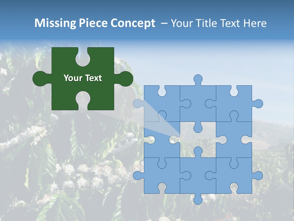 Coffee Tree In Blossom (Coffee Plantation In Vietnam) PowerPoint Template