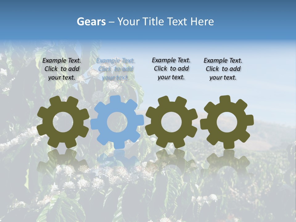 Coffee Tree In Blossom (Coffee Plantation In Vietnam) PowerPoint Template