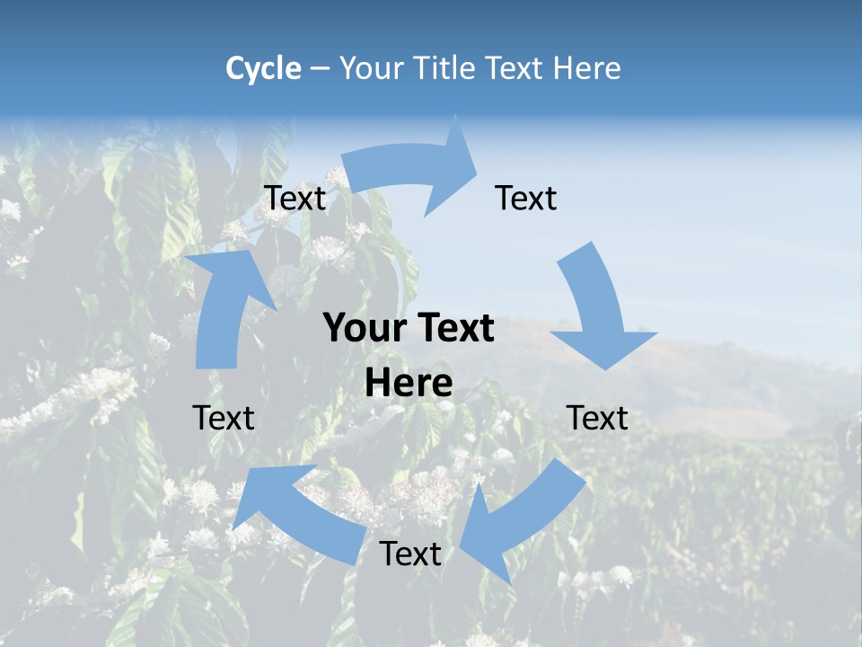 Coffee Tree In Blossom (Coffee Plantation In Vietnam) PowerPoint Template