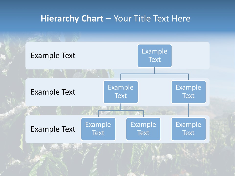 Coffee Tree In Blossom (Coffee Plantation In Vietnam) PowerPoint Template