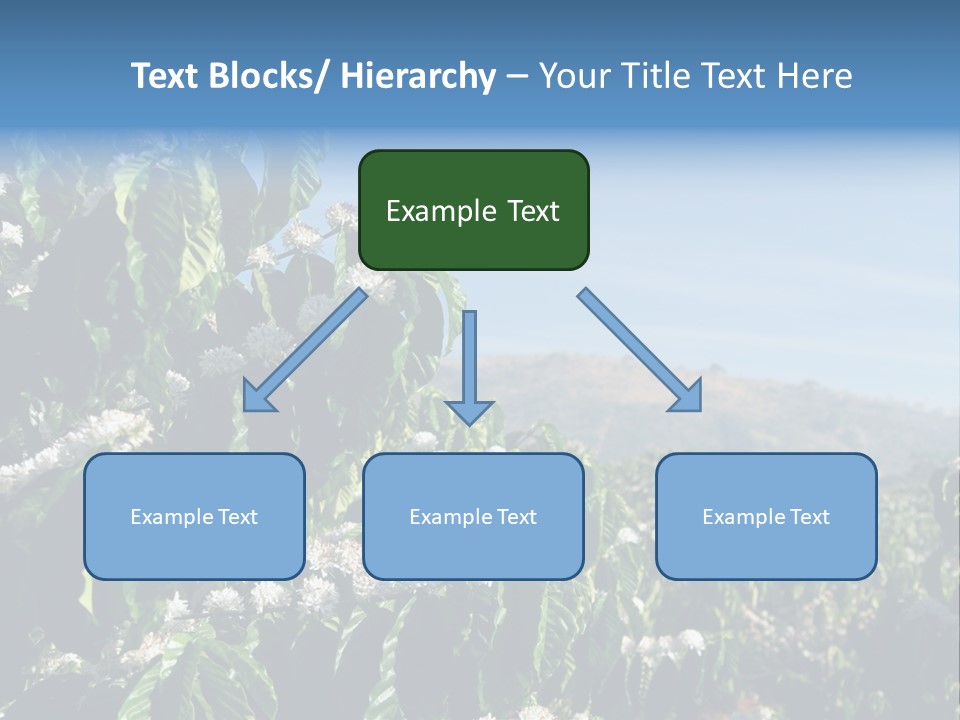 Coffee Tree In Blossom (Coffee Plantation In Vietnam) PowerPoint Template
