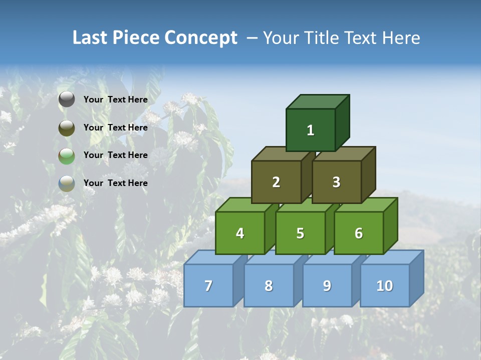 Coffee Tree In Blossom (Coffee Plantation In Vietnam) PowerPoint Template