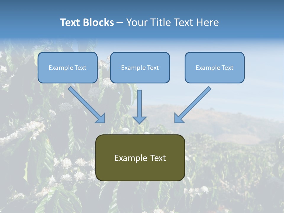 Coffee Tree In Blossom (Coffee Plantation In Vietnam) PowerPoint Template