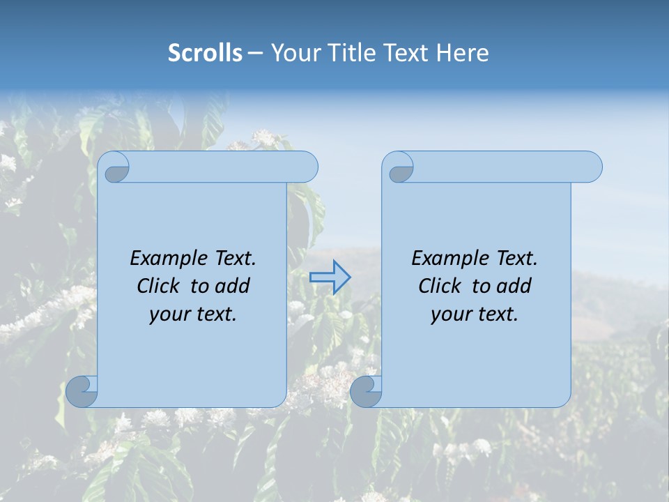 Coffee Tree In Blossom (Coffee Plantation In Vietnam) PowerPoint Template
