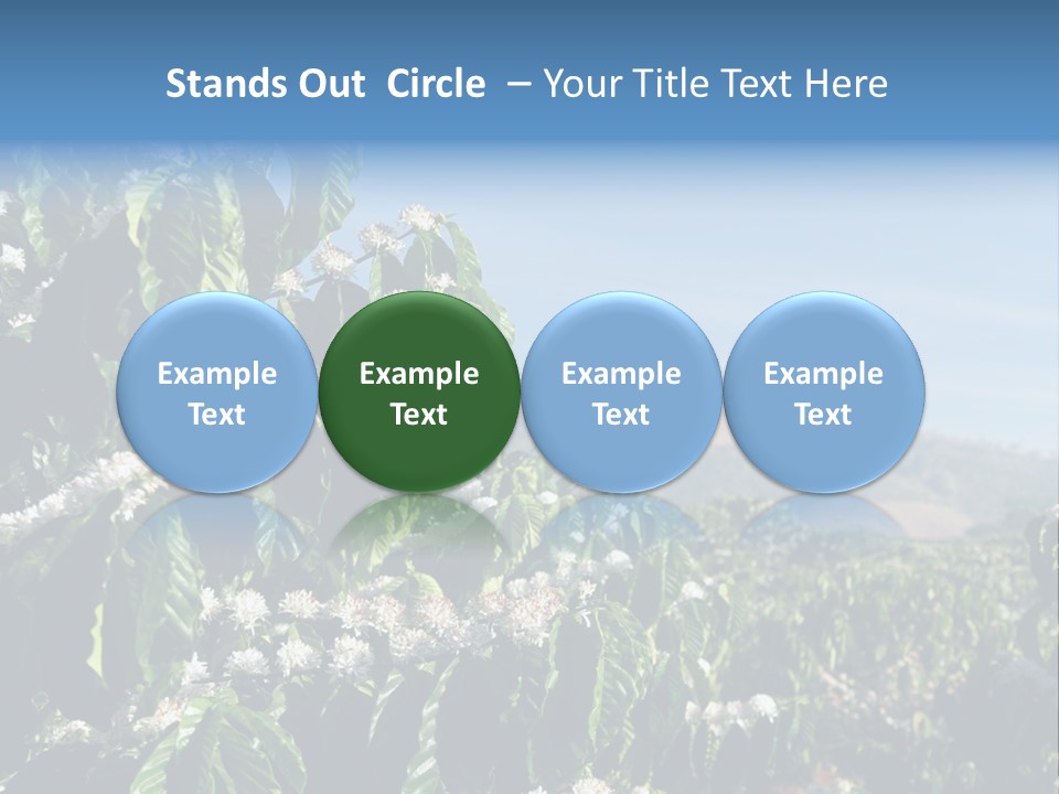 Coffee Tree In Blossom (Coffee Plantation In Vietnam) PowerPoint Template