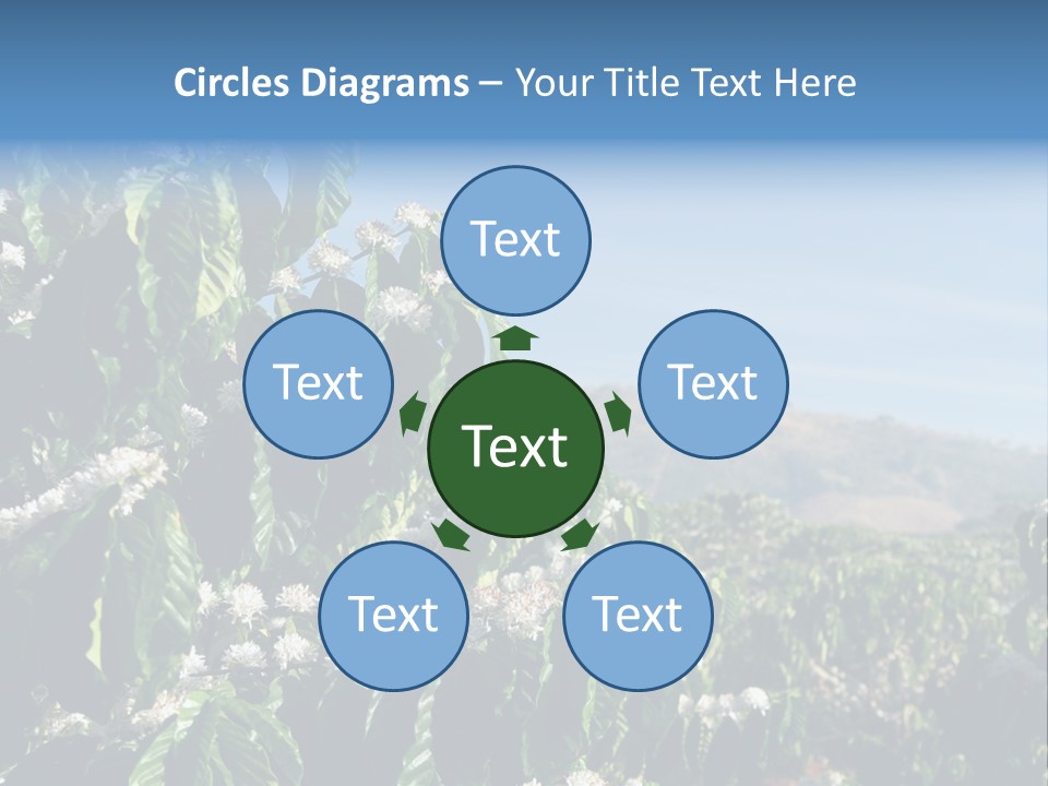 Coffee Tree In Blossom (Coffee Plantation In Vietnam) PowerPoint Template