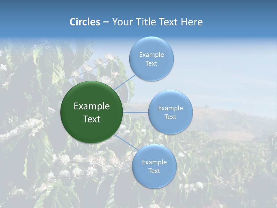 Coffee Tree In Blossom (Coffee Plantation In Vietnam) PowerPoint Template