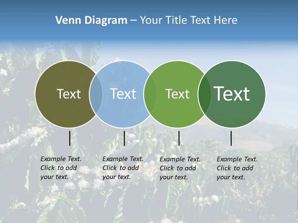 Coffee Tree In Blossom (Coffee Plantation In Vietnam) PowerPoint Template