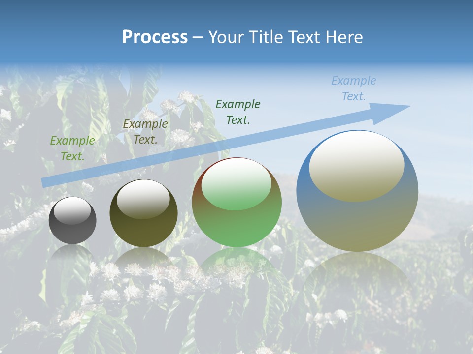 Coffee Tree In Blossom (Coffee Plantation In Vietnam) PowerPoint Template