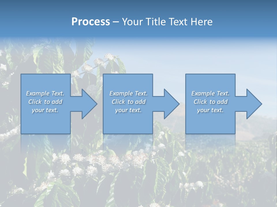 Coffee Tree In Blossom (Coffee Plantation In Vietnam) PowerPoint Template